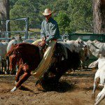 Photo Dalman Cutting Horse